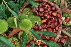 Benefits-of-chestnut-for-health