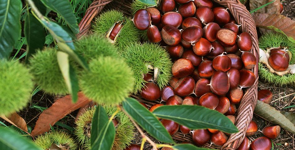 Benefits-of-chestnut-for-health